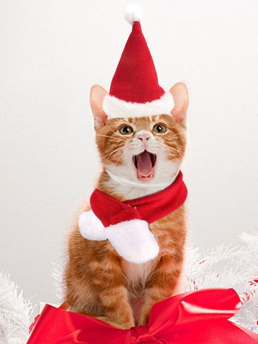 Costume de Nol chien chat animal rouge bonnet charpe ensemble deux pices Dguisements Halloween - Milanoo FR - Modalova