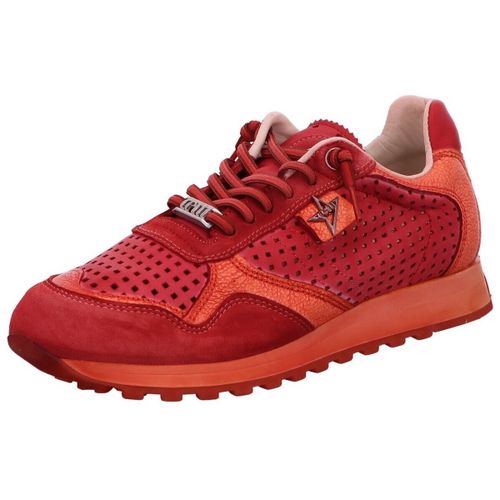 Baskets basses Cetti - Cetti - Modalova